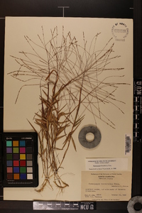 Gymnopogon brevifolius image