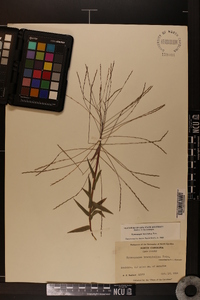 Gymnopogon brevifolius image