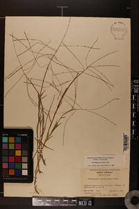 Gymnopogon brevifolius image