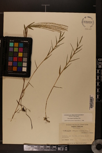 Gymnopogon brevifolius image