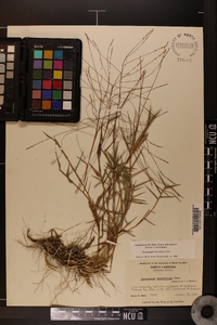 Gymnopogon brevifolius image