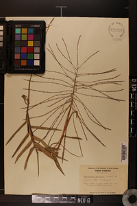 Gymnopogon ambiguus image