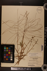 Gymnopogon brevifolius image