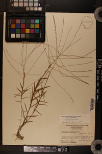 Gymnopogon brevifolius image