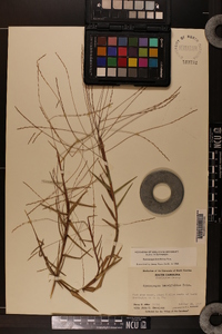 Gymnopogon brevifolius image