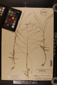 Gymnopogon brevifolius image