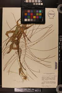 Gymnopogon ambiguus image