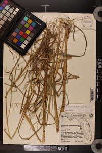 Heteropogon melanocarpus image