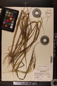 Heteropogon melanocarpus image