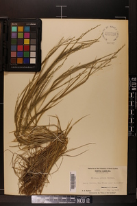 Festuca obtusa image