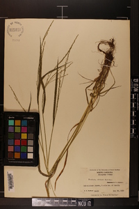 Festuca obtusa image