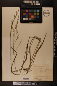 Festuca obtusa image