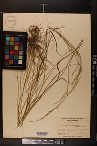 Festuca obtusa image