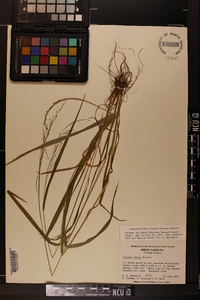 Festuca obtusa image