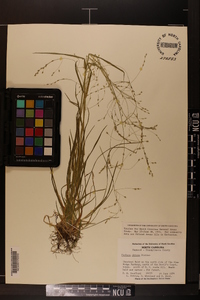 Festuca obtusa image