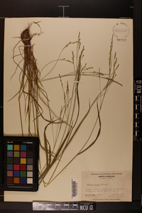 Festuca obtusa image