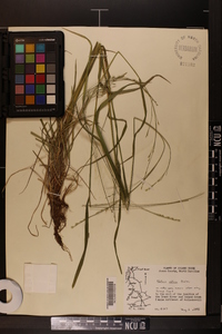 Festuca obtusa image