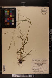 Festuca obtusa image