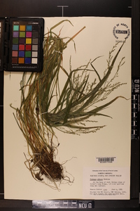 Festuca obtusa image