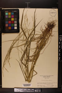 Festuca obtusa image