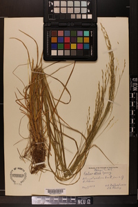 Festuca obtusa image