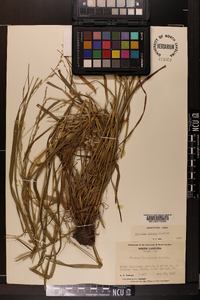 Festuca obtusa image