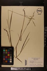 Festuca obtusa image