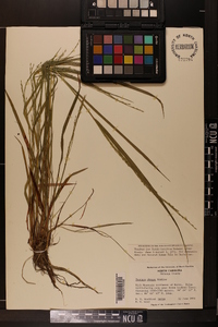 Festuca obtusa image