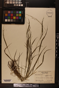 Festuca obtusa image