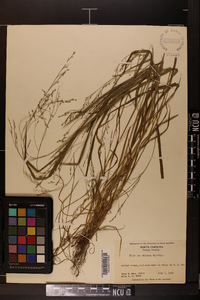 Festuca obtusa image