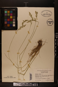 Festuca ovina image