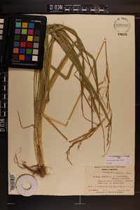 Bromus pubescens image