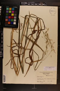 Bromus pubescens image