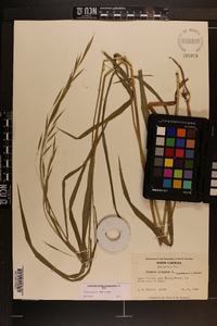 Bromus pubescens image