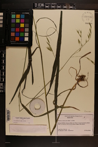 Bromus pubescens image