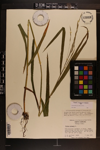 Bromus pubescens image