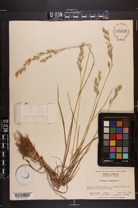 Bromus secalinus image