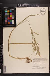 Bromus secalinus image