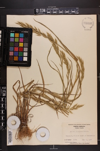 Bromus secalinus image