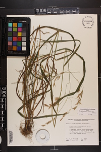 Bromus latiglumis image