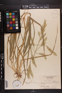 Bromus catharticus image