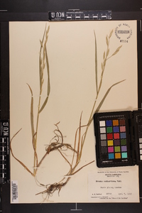 Bromus catharticus image