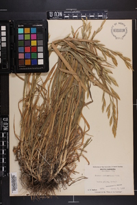 Bromus catharticus image