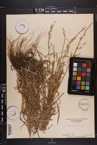 Bromus catharticus image