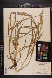 Bromus catharticus image