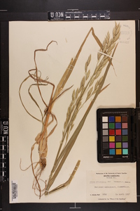 Bromus catharticus image