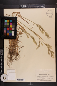 Bromus catharticus image