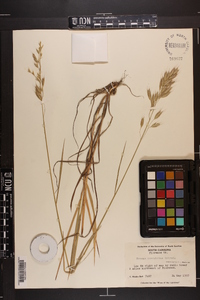 Bromus commutatus image