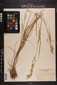 Bromus commutatus image