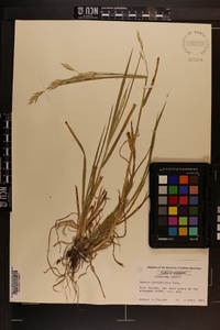 Bromus catharticus image